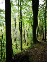 Trees in the forest