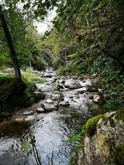 stream in the forest