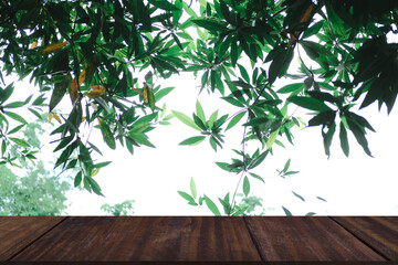 green leaves plant tree nature background