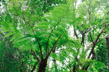 green leaves plant tree nature garden park view