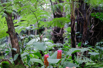 green leaves plant tree nature garden park view
