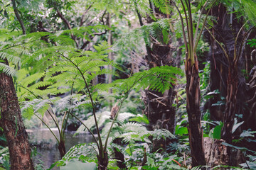 green leaves plant tree nature garden park view