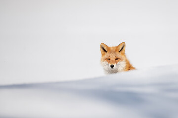 雪の中のキタキツネ