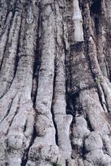 natureal tree trunk surface texture background