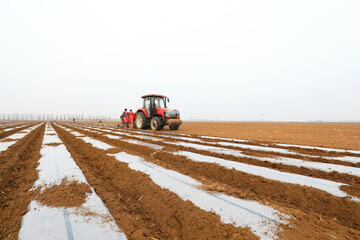 Obraz premium Farmers use plastic film to cover potatoes in the farm, LUANNAN COUNTY, Hebei Province, China