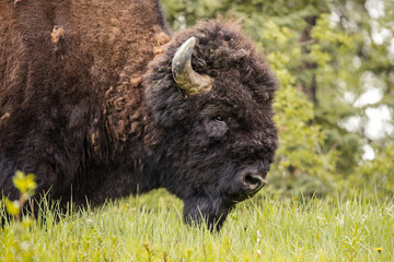 Bison wildlife Kanada