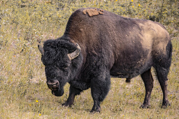 Bison wildlife Kanada