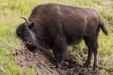 Bison wildlife Kanada