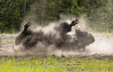 Obraz na płótnie Canvas Bison wildlife Kanada