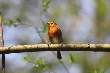 Robin singing on a branch in the spring sunshine,