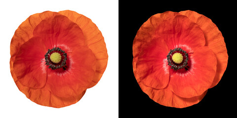 Two  flowers wild red poppies. Isolated on white and black background. Front view. Full depth of field. With clipping paths.