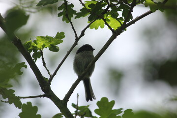 long tailed tit in a shaded forest sitting on an an oak branch with leaves