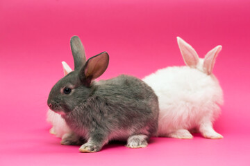 little white  and Gray  rabbit
