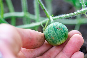 Organic watermelon growing on the field at eco farm. Closeup of growing small green striped watermelon in farmer's hand. Tying the fruit of an early watermelon in the spring in the garden