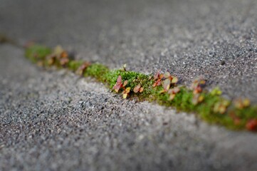 Streaks of flowers and grass grow on cracked concrete