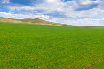 Fresh green field in sunlight