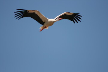 Fototapeta premium Storch beim fliegen