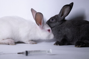 scared white and gray rabbits-bunnies near an injection-syringe. copy space. veterinary, experiments, cosmetics concept. High quality photo