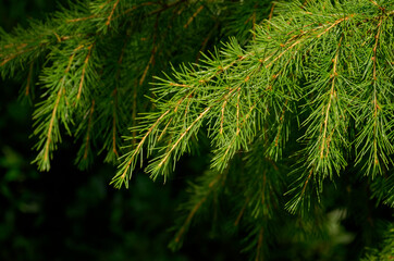 Fototapeta na wymiar Fir branch on a background of contrasting coniferous forest