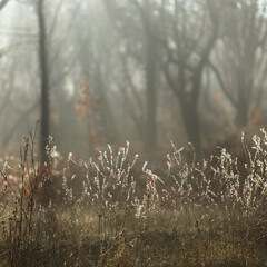 Autumn landscape . Dry grass in misty autumn forest