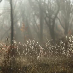 Foto op Plexiglas Grijs Herfst landschap. Droog gras in mistig herfstbos