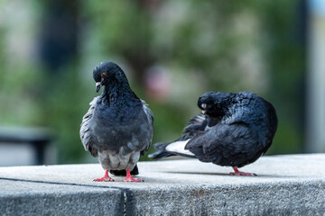 Two pigeons lounging on a bridge in the afternoon, grooming