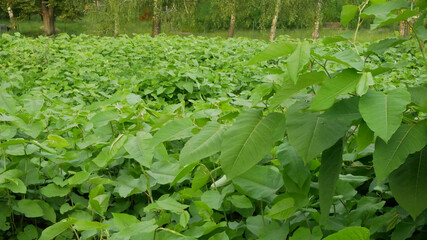 Knotweed Japanese, invasive expansive species of dangerous plants leaf, leaves Asia Reynoutria...