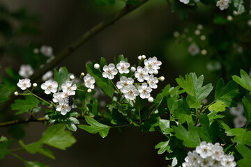 spring delicate white flowers of hawthorn