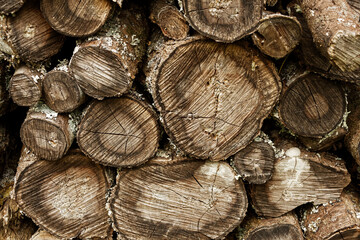 old pile of wood, gray and old stumps