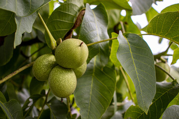 Walnuts in their green shell, still growing before they are ready to fall.