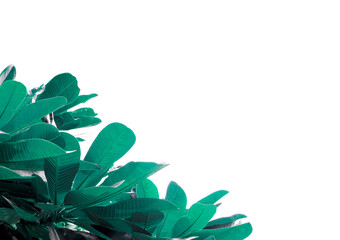 green plant isolated on white