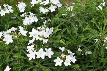 Nature, Plants, Flowers, Greenery, Sky, Sun, Freedom