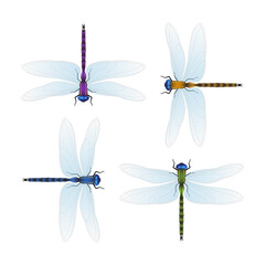 Four varicolored dragonflies on a white background. Realistic vector illustration