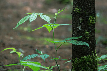 Green plant in the rainy forest