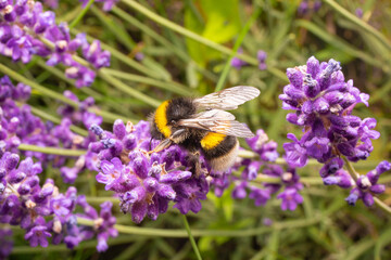 Bumblebee on purple flowers. Macro photo of bumblebee on lavender. Close up shot of the insect.
