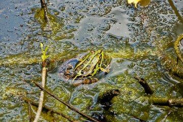Fototapeta premium Small green frog in the middle of sticky green algae in a pond