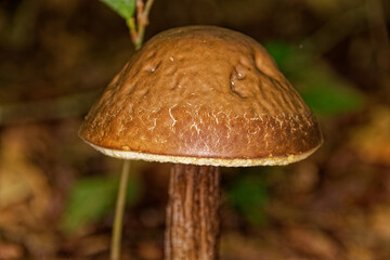 Leccinum griseum in a forest :  found below hornbeam, edible mushroom