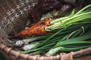Early harvest basket. Fresh harvest from the garden. Freshly picked carrots, onions and greens lie in a wicker basket on a background of green grass