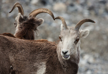 Steinschaf wildlife Kanada