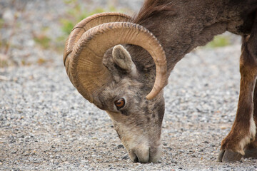 Steinschaf wildlife Kanada