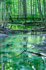 Obraz premium Reflections of Green