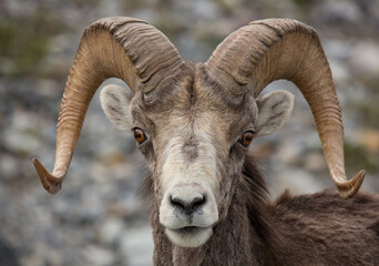 Steinschaf wildlife Kanada