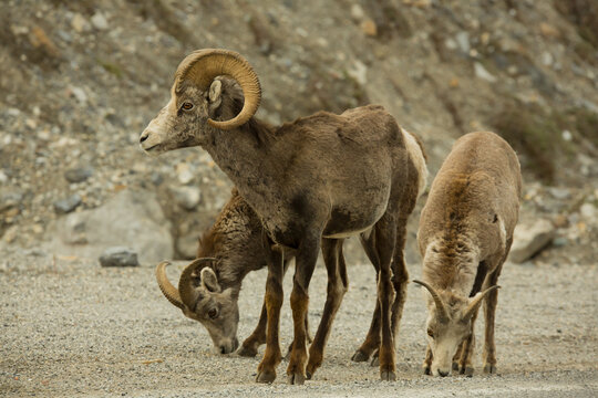 Steinschaf wildlife Kanada