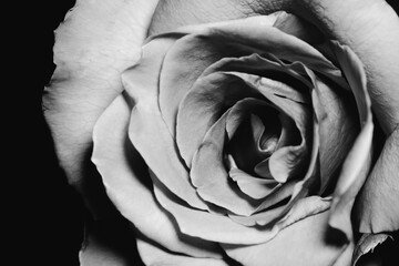 Close up black and white rose on black background,Monochrome style