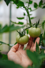 Homegrown, gardening and agriculture consept. Hand holds unripe green tomatoes on a branch