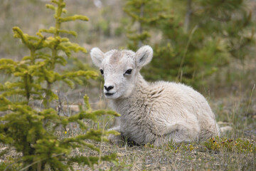 Steinschaf wildlife Kanada