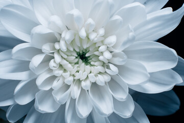 Details of blooming white dahlia fresh flower macro photography. texture, contrast and intricate floral patterns isolated in black background