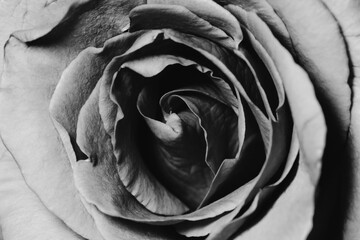 Close up black and white rose on black background,Monochrome style
