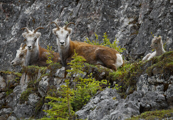Steinschaf wildlife Kanada