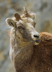 Steinschaf wildlife Kanada